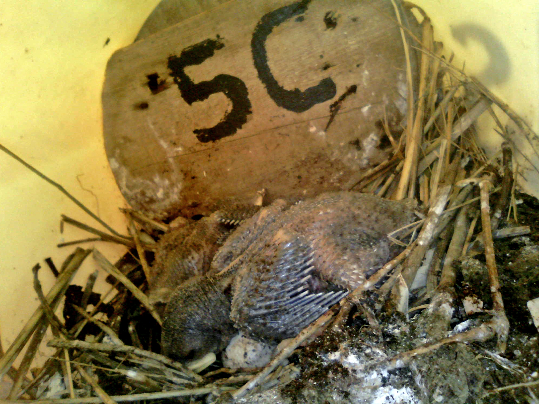 OPAS 5C